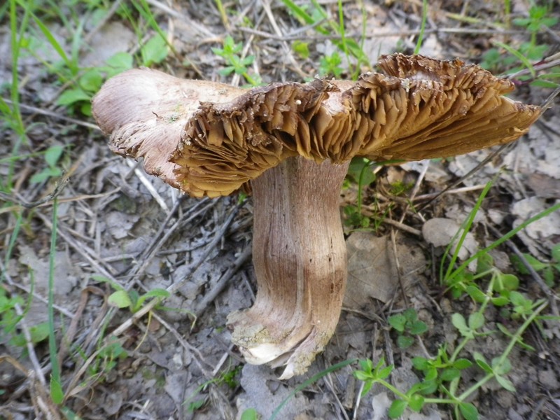 La Selva di Gallignano